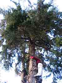 tree2SM.jpg