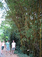 bambu1SM.jpg
