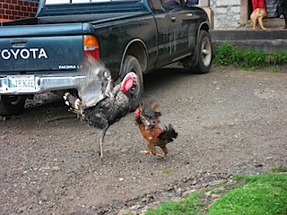 chickenfight.jpg