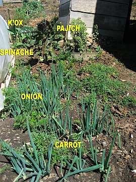 onions-n-carrotsSM.jpg